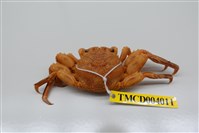 藏品(鱗形斜紋蟹)的圖片